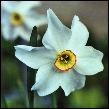Narcisse des poètes, 
Narcissus poeticus, 
Mantuan
